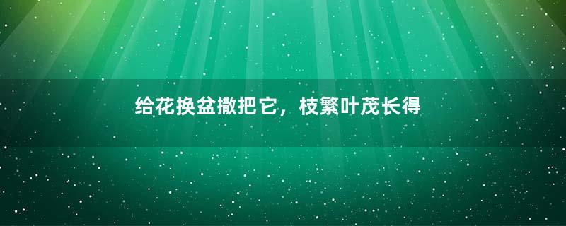 给花换盆撒把它，枝繁叶茂长得快，蹭蹭开爆一整年！