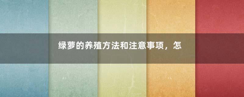绿萝的养殖方法和注意事项，怎么施肥