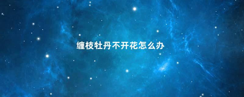 缠枝牡丹不开花怎么办