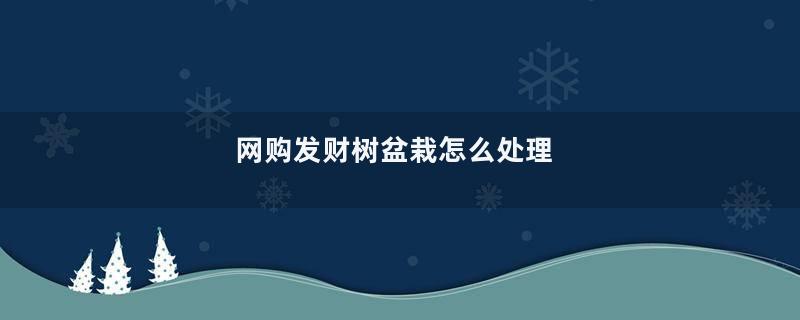 网购发财树盆栽怎么处理