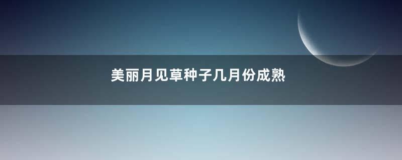 美丽月见草种子几月份成熟