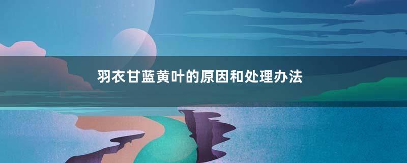 羽衣甘蓝黄叶的原因和处理办法