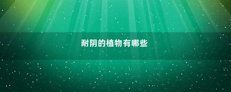 耐阴的植物有哪些