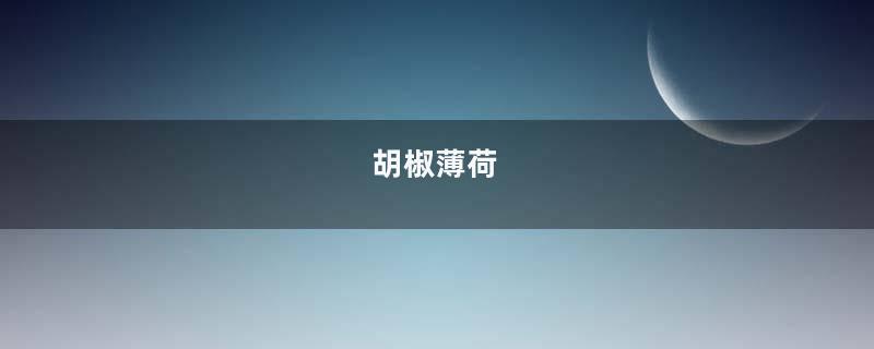 胡椒薄荷