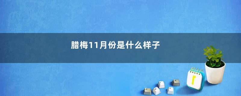 腊梅11月份是什么样子