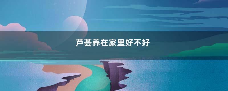 芦荟养在家里好不好