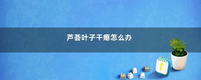 芦荟叶子干瘪怎么办