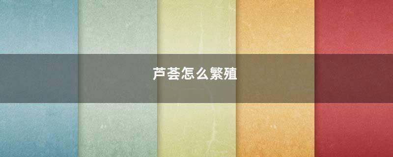 芦荟怎么繁殖