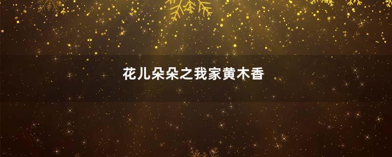 花儿朵朵之我家黄木香