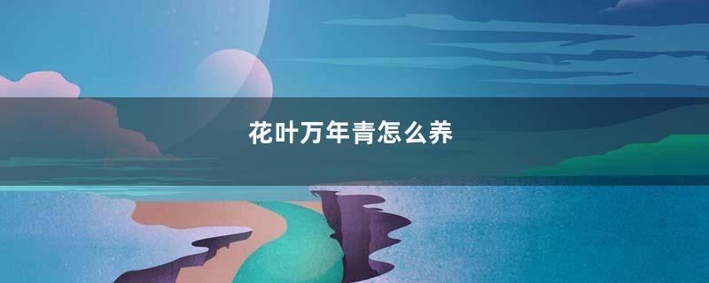 花叶万年青怎么养