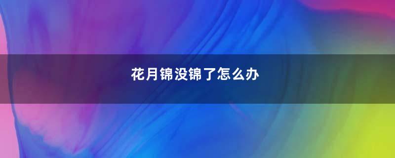 花月锦没锦了怎么办