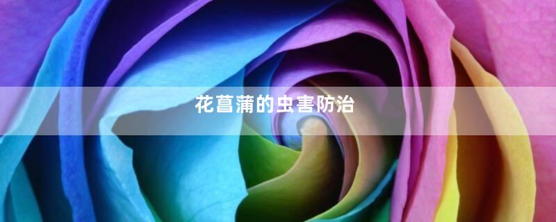 花菖蒲的虫害防治