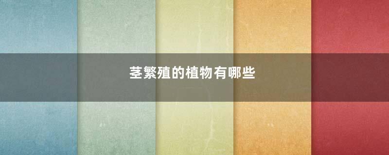 茎繁殖的植物有哪些
