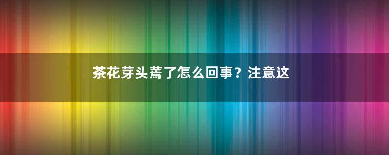 茶花芽头蔫了怎么回事？注意这些养护方法，就能救回来！