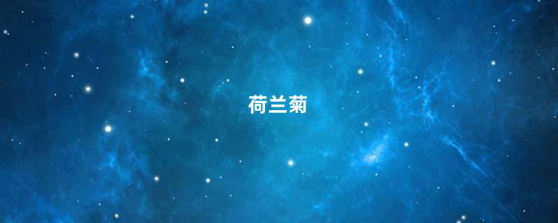 荷兰菊