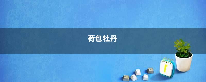 荷包牡丹