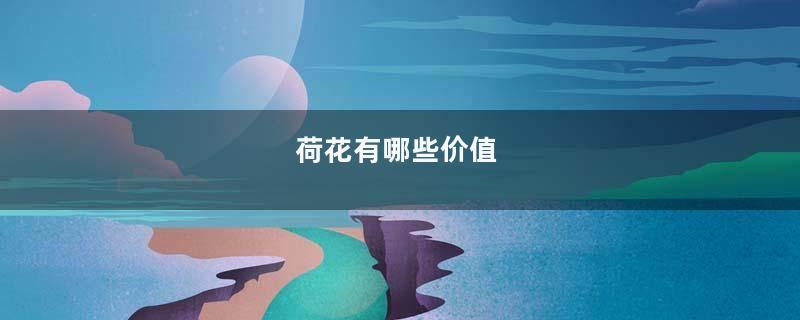 荷花有哪些价值