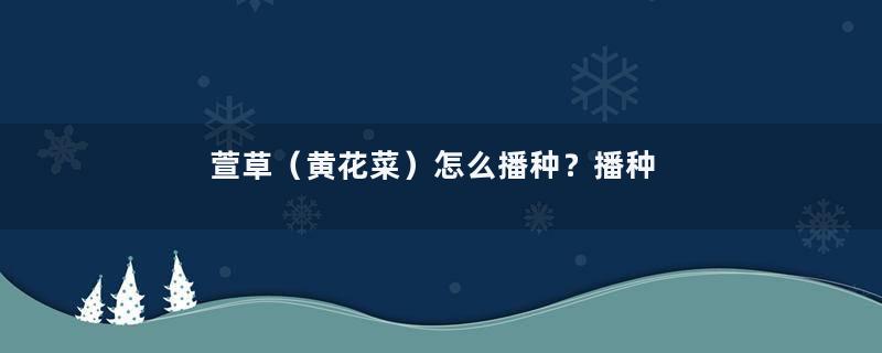 萱草（黄花菜）怎么播种？播种多久能开花？