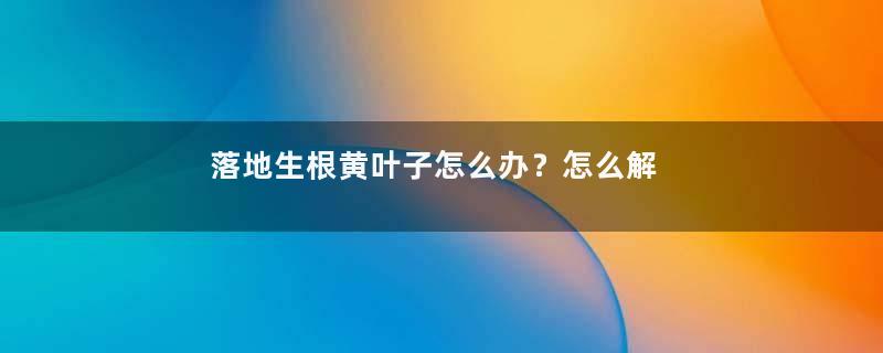 落地生根黄叶子怎么办？怎么解决？