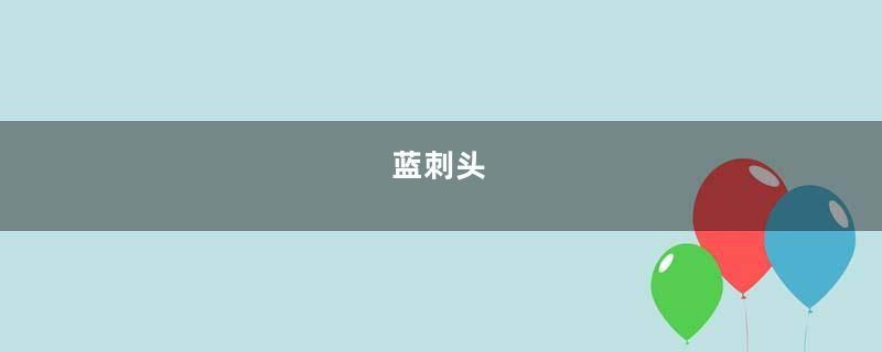 蓝刺头
