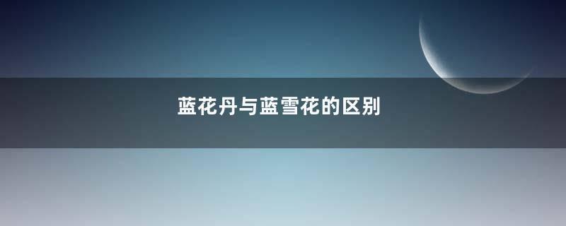 蓝花丹与蓝雪花的区别