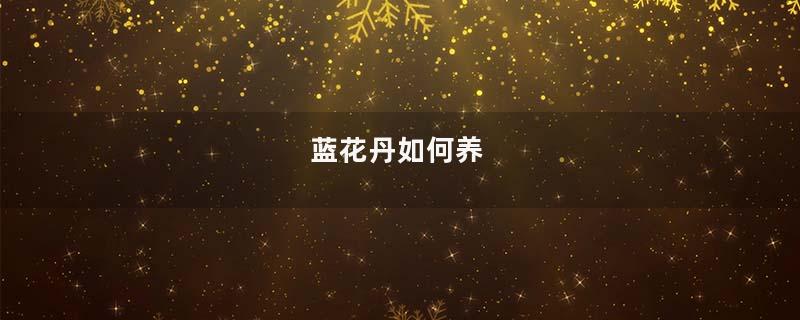 蓝花丹如何养
