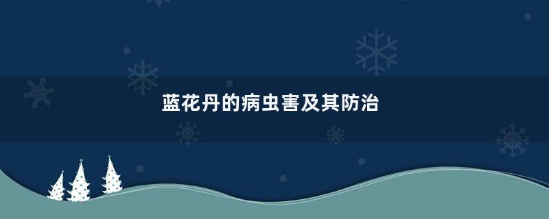 蓝花丹的病虫害及其防治