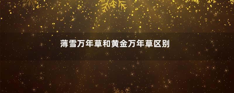 薄雪万年草和黄金万年草区别