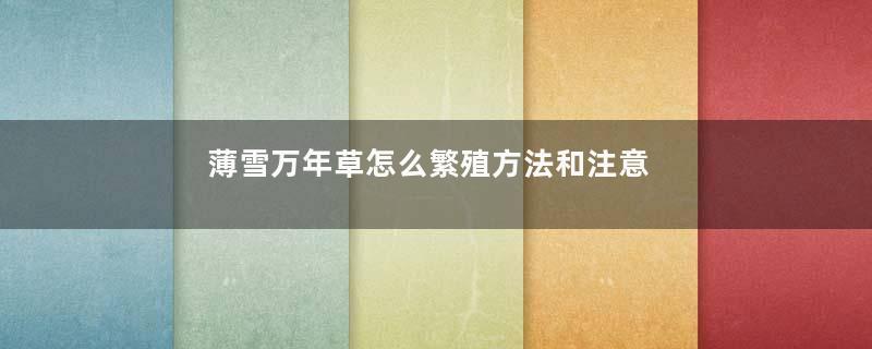 薄雪万年草怎么繁殖方法和注意事项