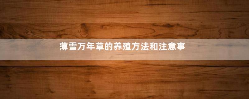 薄雪万年草的养殖方法和注意事项