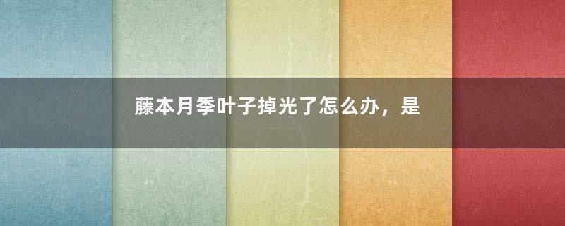 藤本月季叶子掉光了怎么办，是什么原因(图)