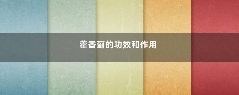 藿香蓟的功效和作用