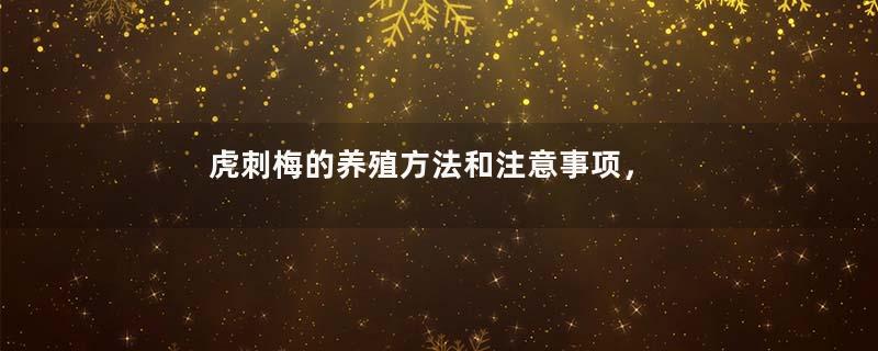 虎刺梅的养殖方法和注意事项，让虎刺梅爆盆的关键