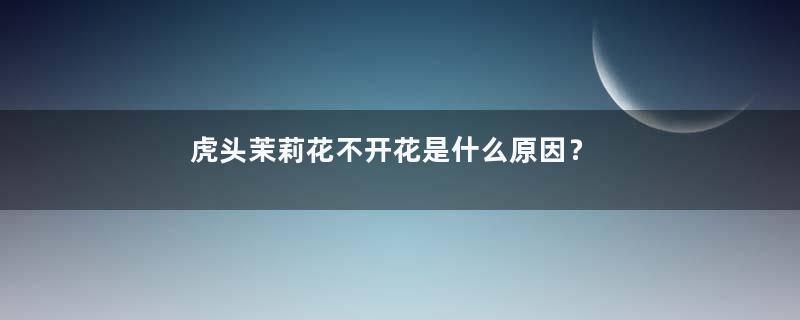 虎头茉莉花不开花是什么原因？怎么办？