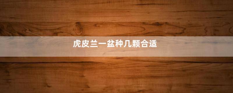 虎皮兰一盆种几颗合适