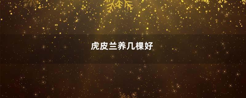 虎皮兰养几棵好