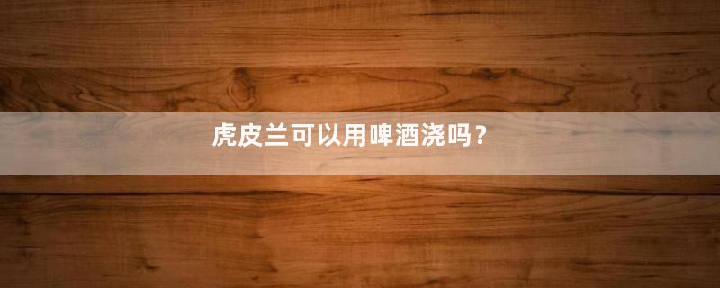 虎皮兰可以用啤酒浇吗？