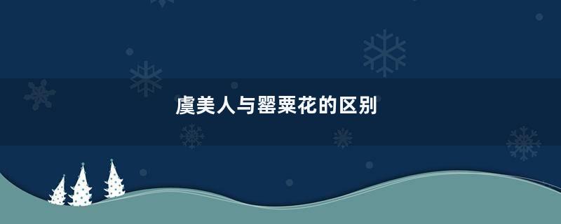 虞美人与罂粟花的区别