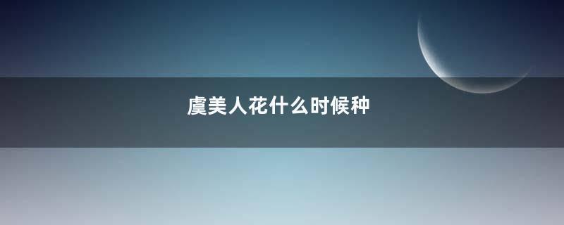 虞美人花什么时候种