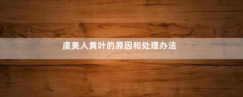虞美人黄叶的原因和处理办法