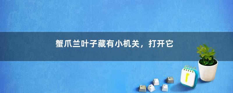 蟹爪兰叶子藏有小机关，打开它，花苞呼呼冒！