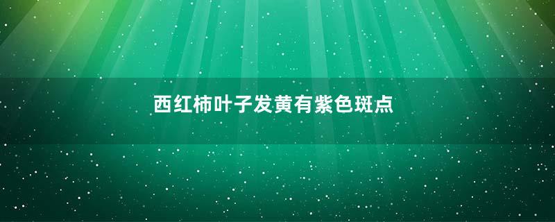西红柿叶子发黄有紫色斑点