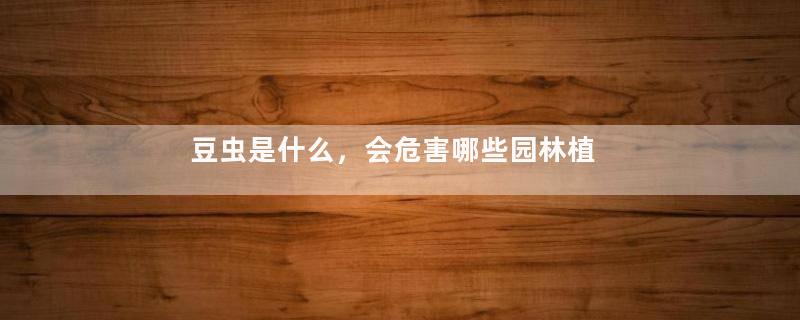 豆虫是什么，会危害哪些园林植物