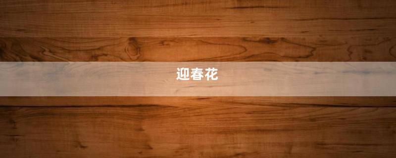 迎春花
