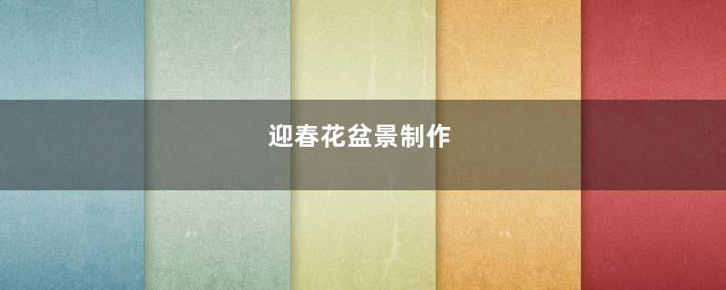 迎春花盆景制作