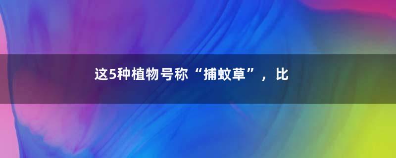 这5种植物号称“捕蚊草”，比蚊香还管用！