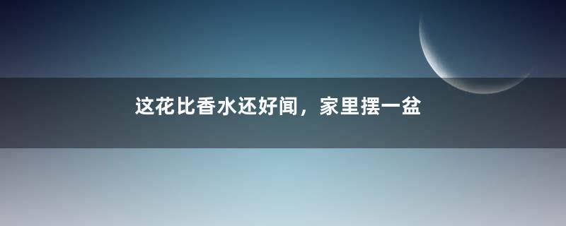 这花比香水还好闻，家里摆一盆，满屋飘香去异味！