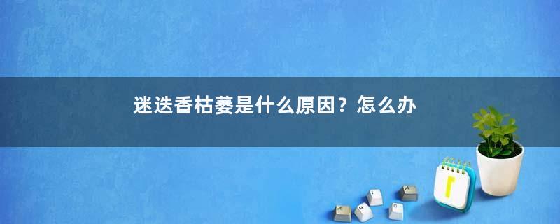 迷迭香枯萎是什么原因？怎么办？