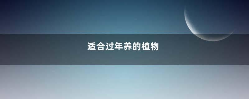 适合过年养的植物
