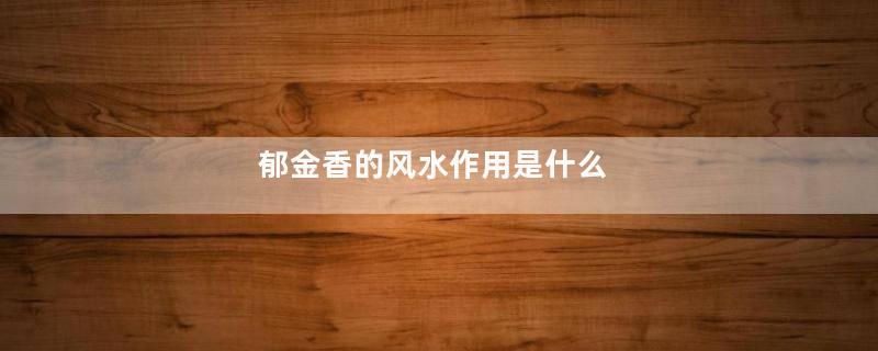 郁金香的风水作用是什么